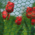 Fil Hexagonal Mesh / filet pour le fil de poulet galvanisé